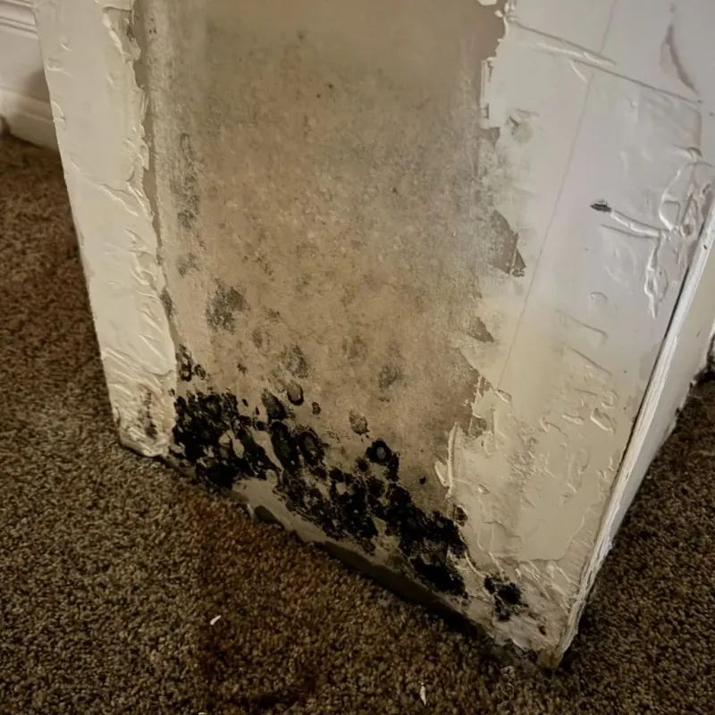 Professional Mold Removal in Saginaw County, MI